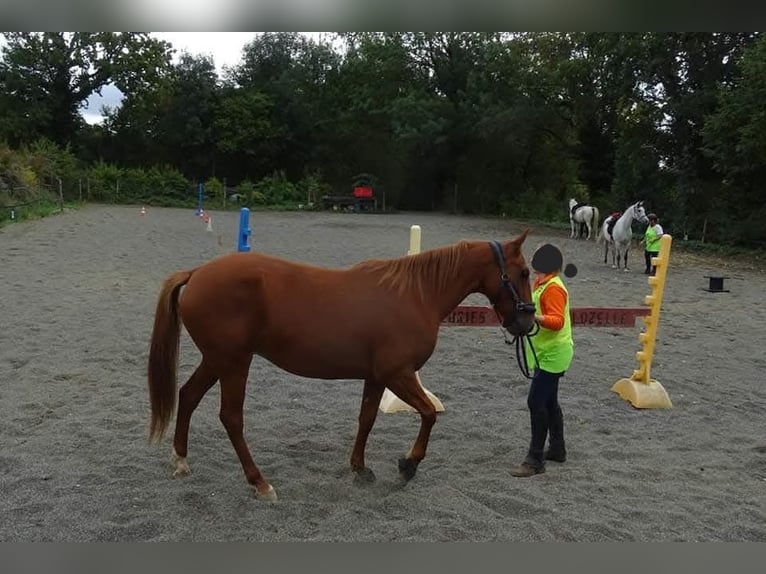French Trotter Mare 10 years 16 hh Chestnut-Red in Jouillat