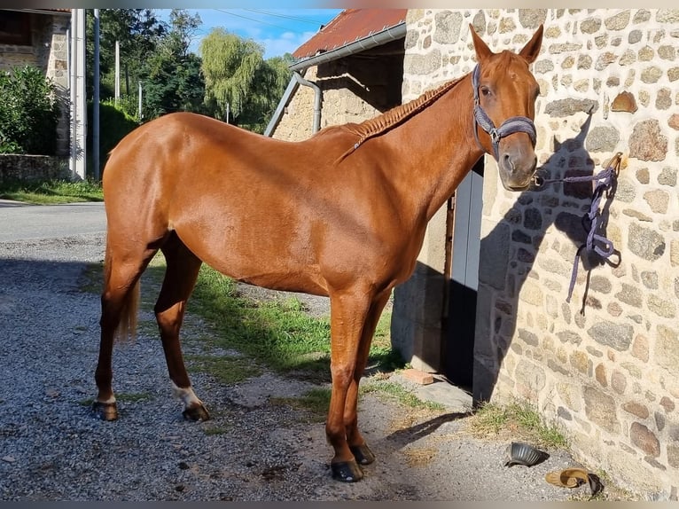 French Trotter Mare 10 years 16 hh Chestnut-Red in Jouillat