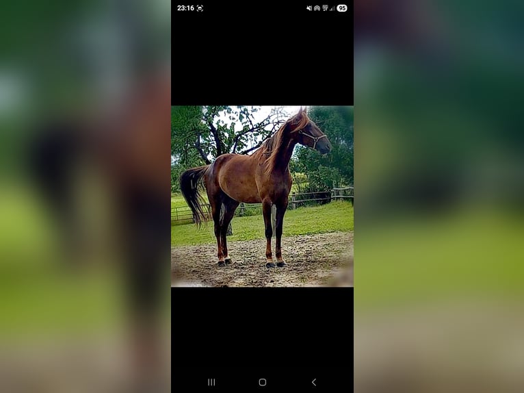 French Trotter Mare 10 years 17 hh Chestnut in Gelsenkirchen