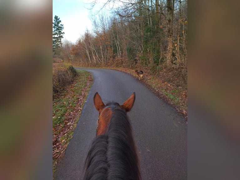 French Trotter Mare 11 years 15.1 hh Brown in Saint-Romain-sous-Gourdon
