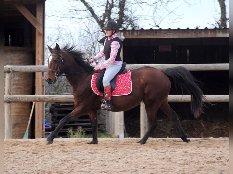 French Trotter Mare 11 years 15.1 hh Brown in Saint-Romain-sous-Gourdon