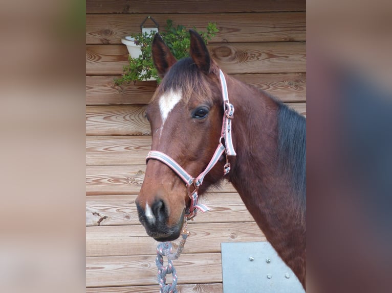 French Trotter Mare 11 years 15,1 hh Brown in Saint-Romain-sous-Gourdon