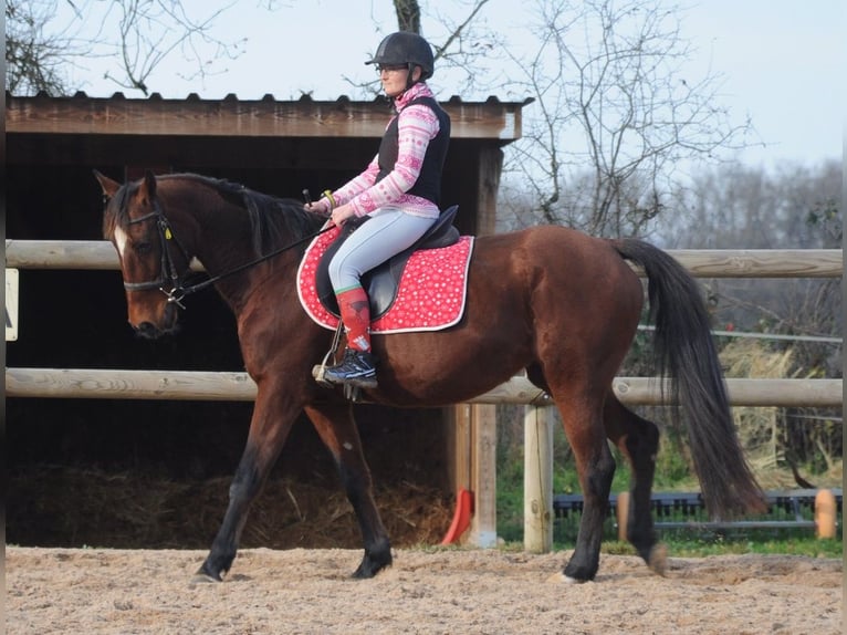 French Trotter Mare 11 years 15,1 hh Brown in Saint-Romain-sous-Gourdon