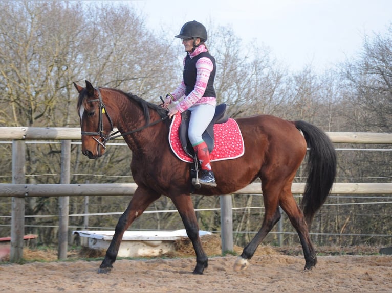 French Trotter Mare 11 years 15,1 hh Brown in Saint-Romain-sous-Gourdon