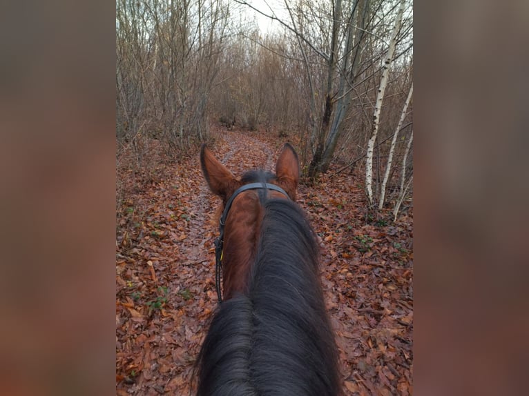 French Trotter Mare 11 years 15,1 hh Brown in Saint-Romain-sous-Gourdon