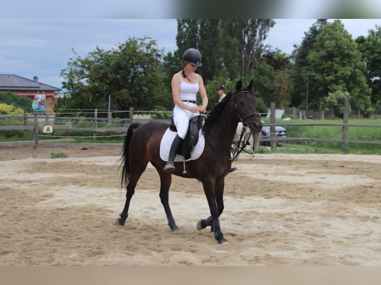 French Trotter Mare 12 years 15.3 hh Bay-Dark in Gmünd