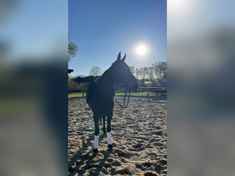 French Trotter Mare 12 years 15.3 hh Bay-Dark in Gmünd