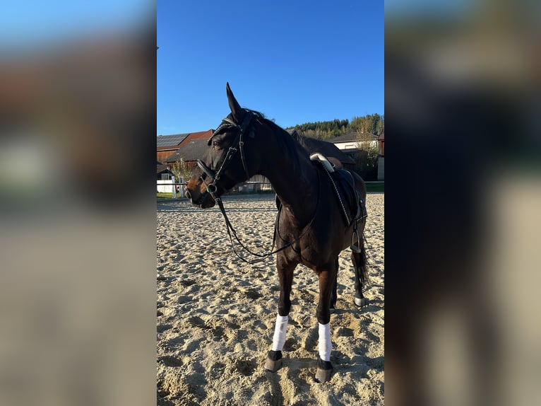 French Trotter Mare 12 years 15.3 hh Bay-Dark in Gmünd