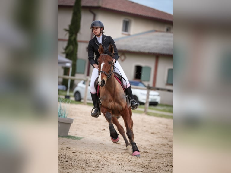 French Trotter Mare 12 years 15,3 hh Brown in Seysses