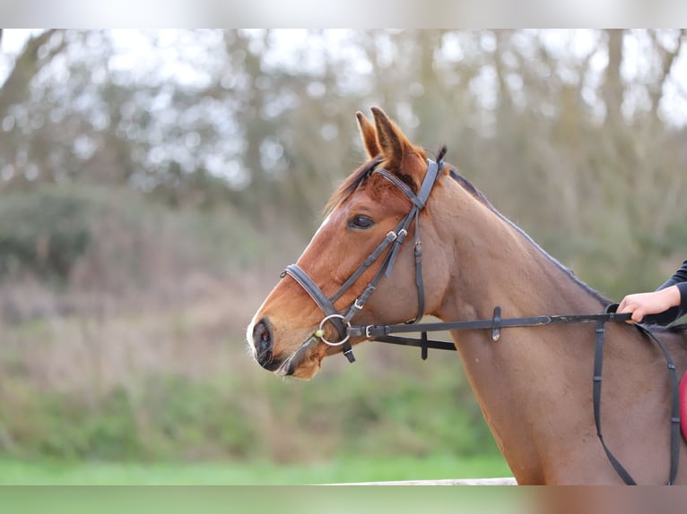 French Trotter Mare 12 years 15,3 hh Brown in Seysses