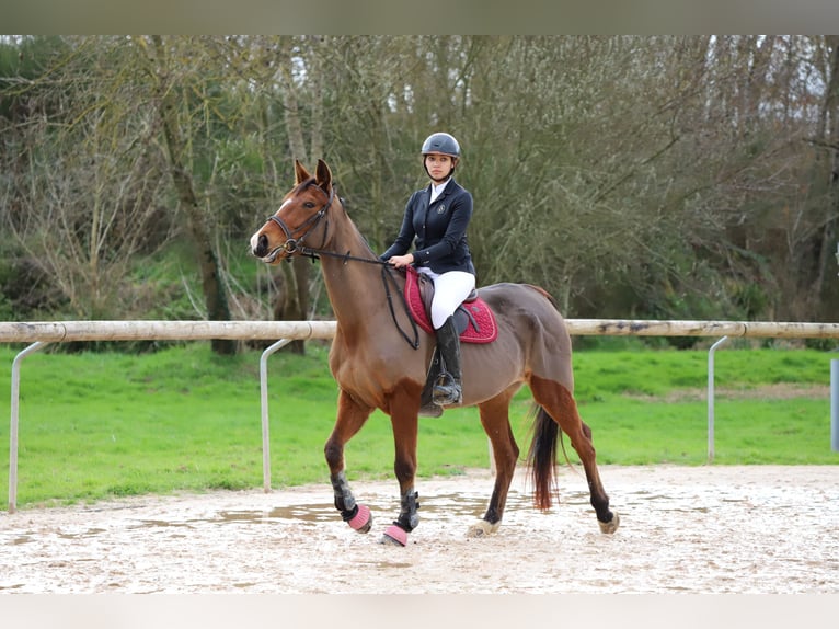 French Trotter Mare 12 years 15,3 hh Brown in Seysses