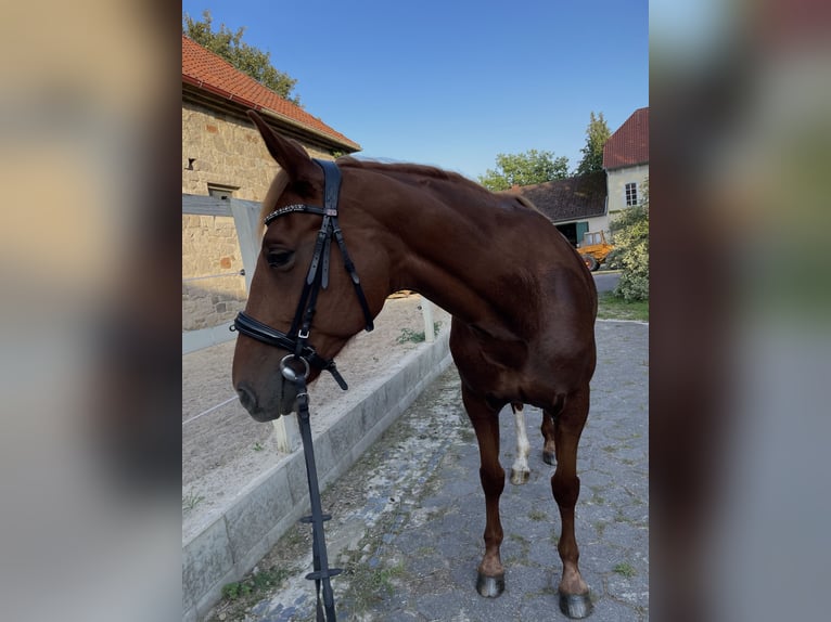 French Trotter Mare 12 years 16 hh Chestnut-Red in Hameln