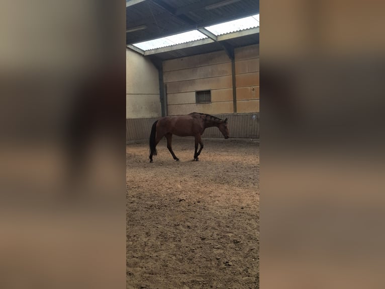 French Trotter Mare 13 years 16 hh Bay-Dark in Sgravenhage