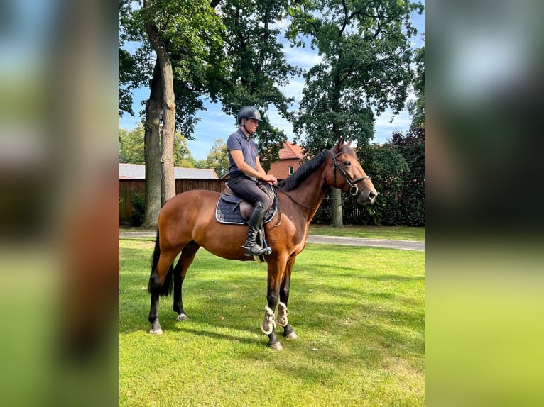 French Trotter Mare 13 years 16 hh Brown in WedemarkWedemark