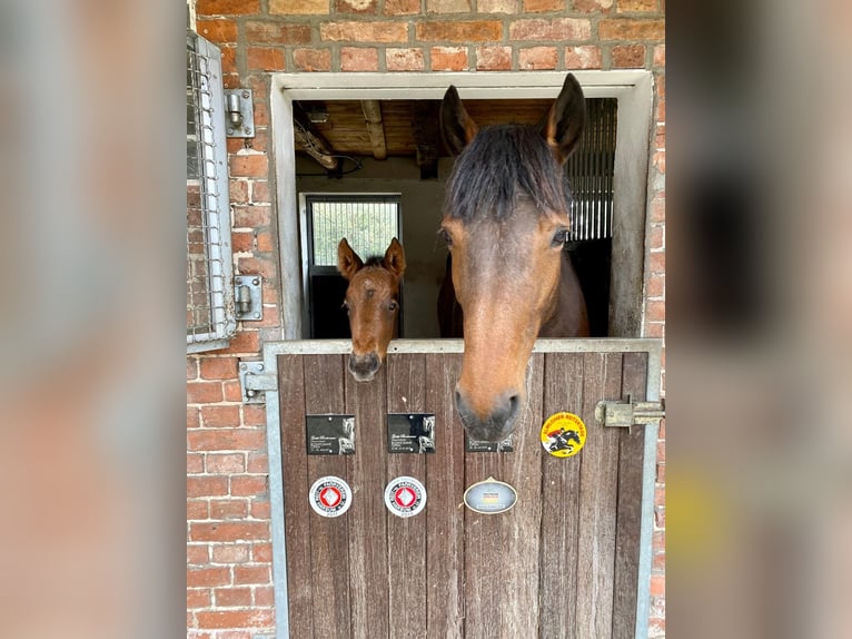 French Trotter Mare 13 years 16 hh Brown in WedemarkWedemark