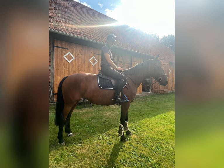 French Trotter Mare 13 years 16 hh Brown in WedemarkWedemark