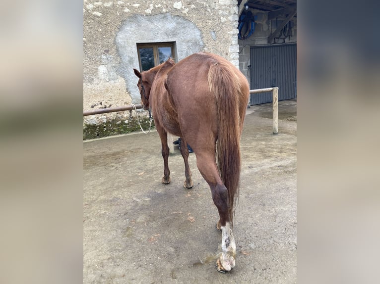 French Trotter Mare 14 years 15,3 hh Chestnut-Red in Jarzé
