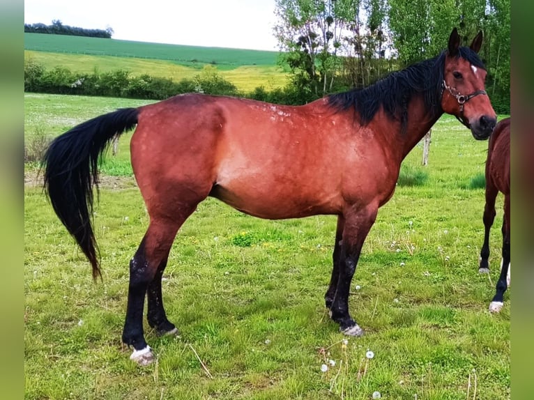 French Trotter Mare 14 years 16,1 hh Brown in LUNEVILLE