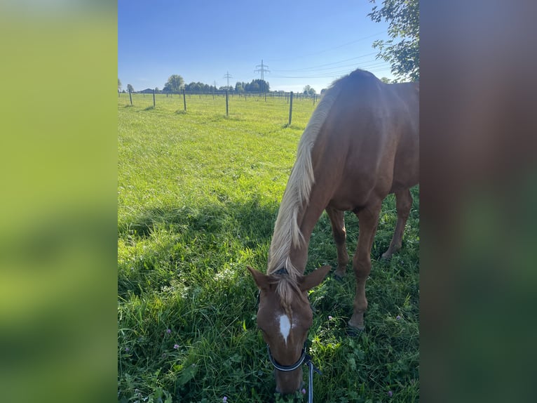 French Trotter Mare 14 years 16 hh Chestnut-Red in Sauerlach