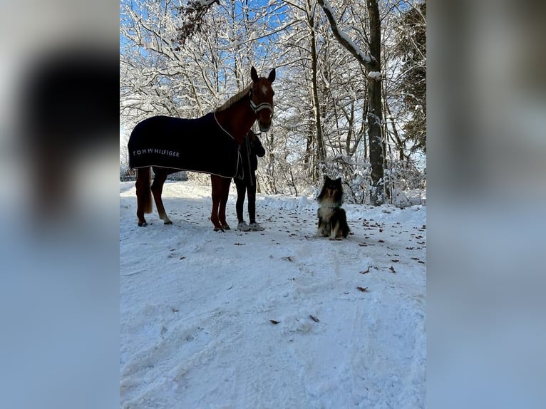 French Trotter Mare 14 years 16 hh Chestnut-Red in Sauerlach