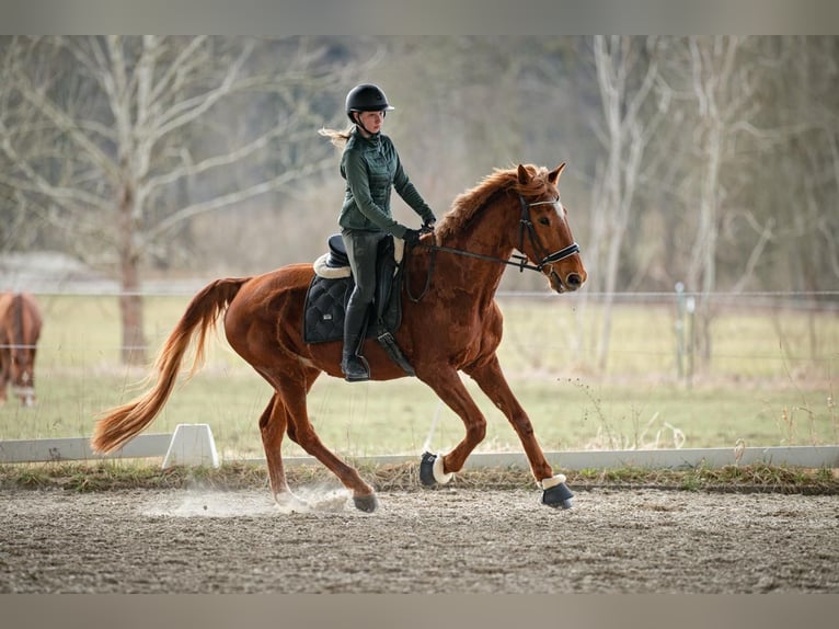 French Trotter Mare 14 years 16 hh Chestnut-Red in Sauerlach