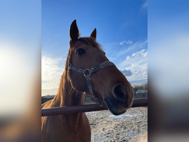 French Trotter Mare 16 years 15,2 hh Chestnut-Red in Bachy