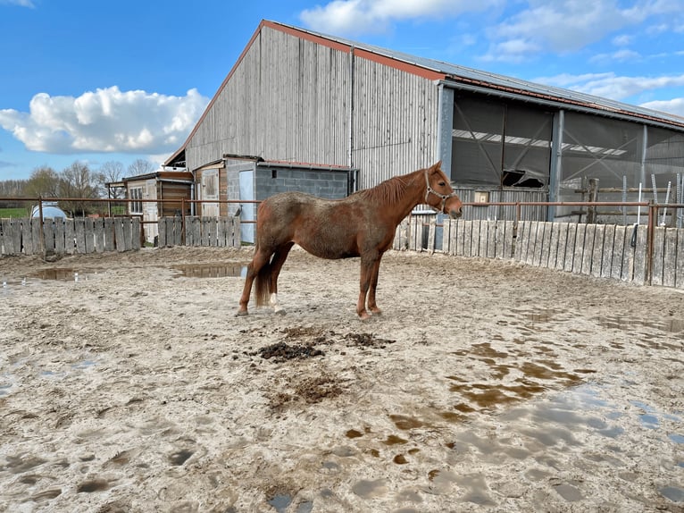 French Trotter Mare 16 years 15,2 hh Chestnut-Red in Bachy