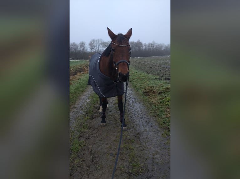 French Trotter Mare 16 years 16,1 hh Brown in Schleswig