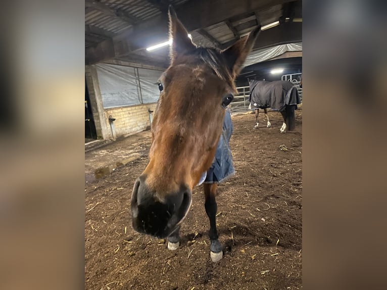 French Trotter Mare 16 years 16,1 hh Brown in Schleswig