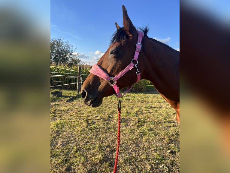 French Trotter Mare 19 years 16 hh Brown in Jarosław