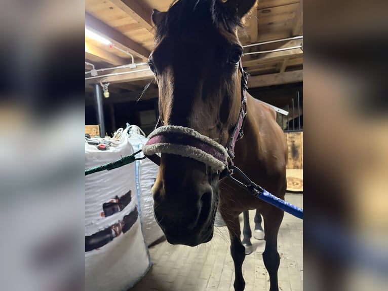 French Trotter Mare 19 years 16 hh Brown in Jarosław