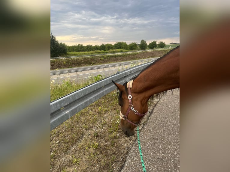 French Trotter Mare 19 years 16 hh Brown in Jarosław