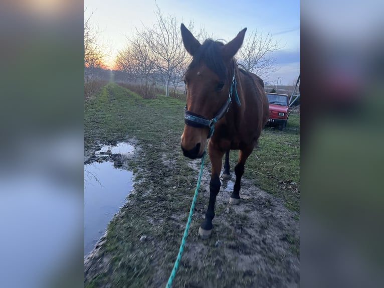 French Trotter Mare 19 years 16 hh Brown in Jarosław