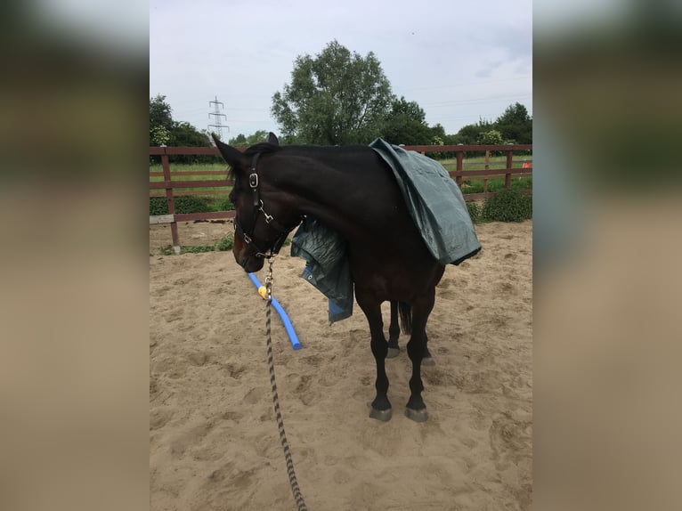 French Trotter Mare 20 years 15,3 hh Bay-Dark in Dortmund (Aplerbecker Mark)