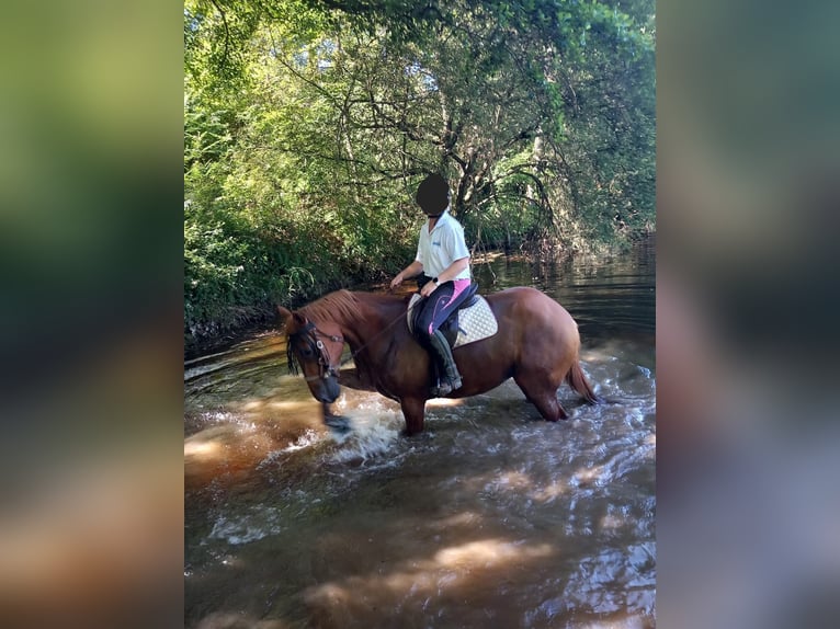 French Trotter Mare 20 years 16 hh Chestnut-Red in Jouillat