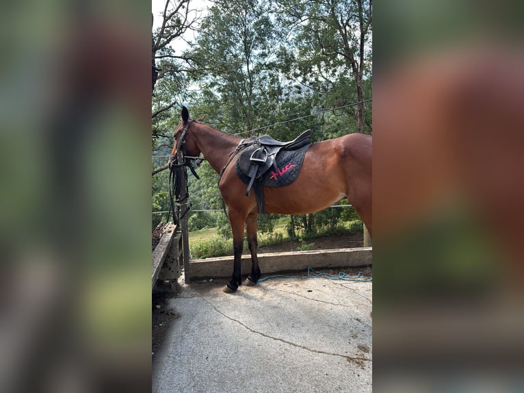 French Trotter Mare 23 years 16.1 hh Brown in Llanars