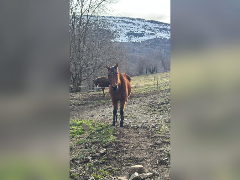 French Trotter Mare 23 years 16.1 hh Brown in Llanars