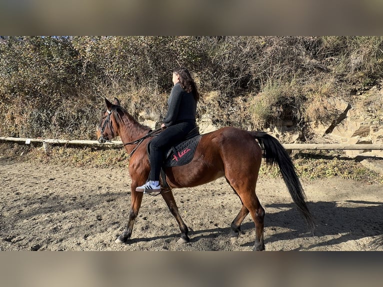 French Trotter Mare 23 years 16.1 hh Brown in Llanars
