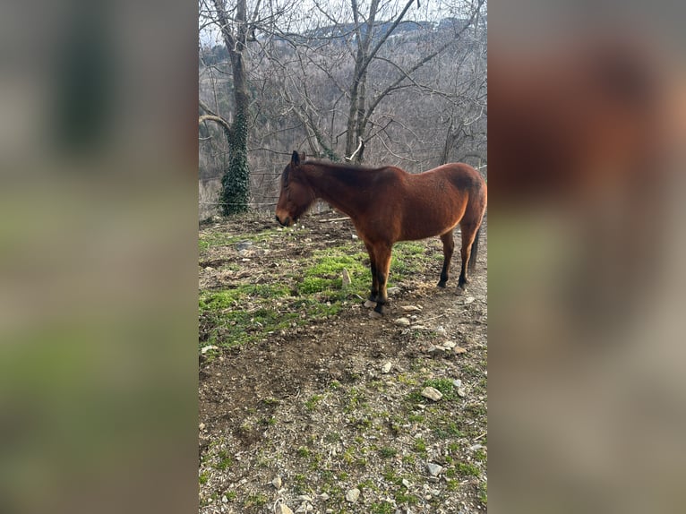 French Trotter Mare 23 years 16.1 hh Brown in Llanars