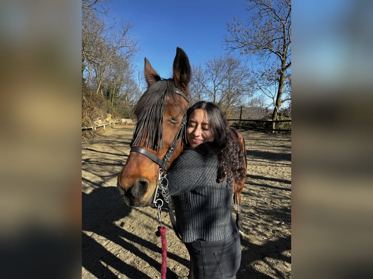 French Trotter Mare 23 years 16,1 hh Brown in Llanars