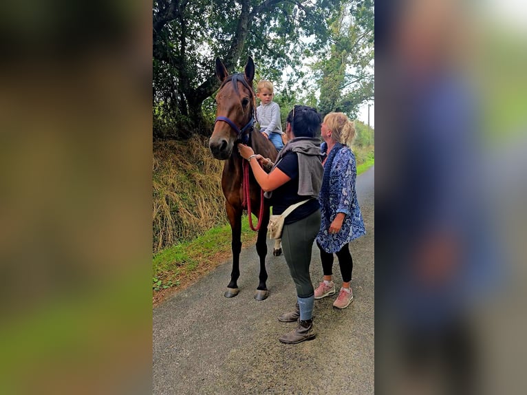 French Trotter Mare 3 years 15,2 hh Brown in Saint-Léon