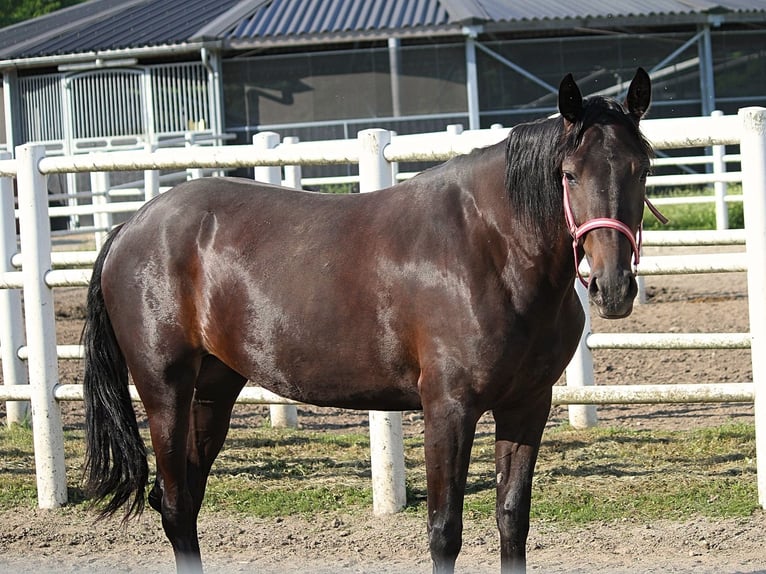 French Trotter Mare 3 years Smoky-Black in Wien