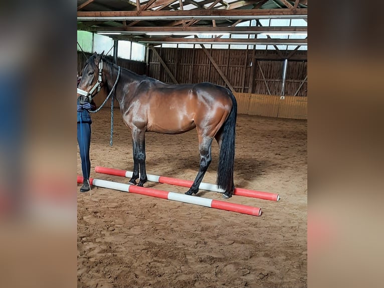 French Trotter Mare 4 years 15,1 hh Brown in L&#xFC;neburg