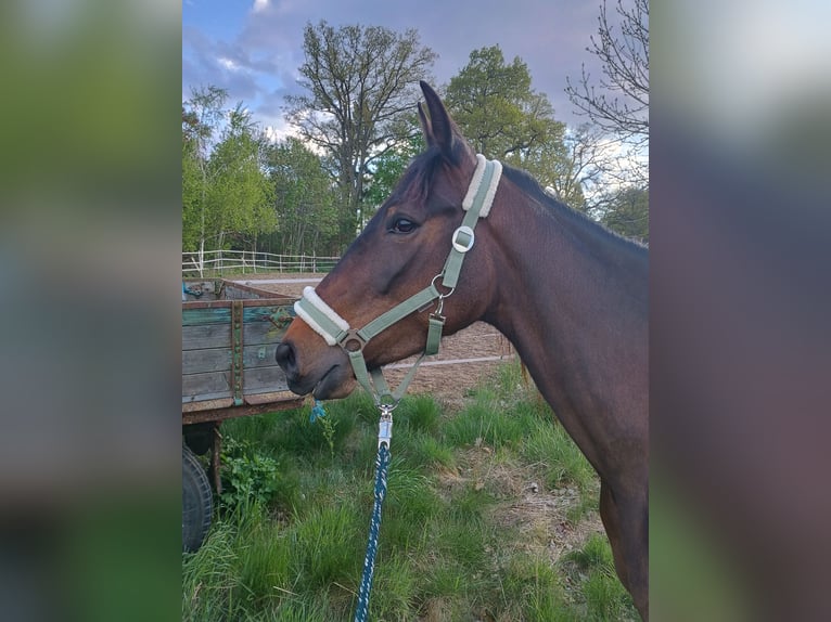 French Trotter Mare 4 years 15,1 hh Brown in L&#xFC;neburg