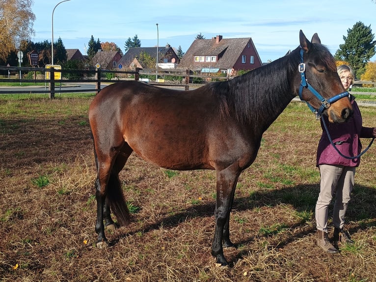 French Trotter Mare 4 years 15,1 hh Brown in L&#xFC;neburg
