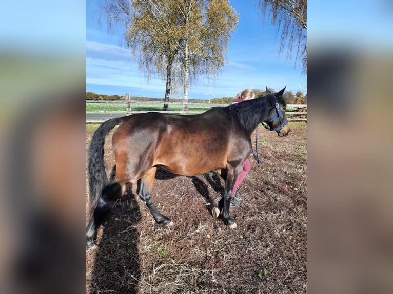 French Trotter Mare 4 years 15,1 hh Brown in L&#xFC;neburg