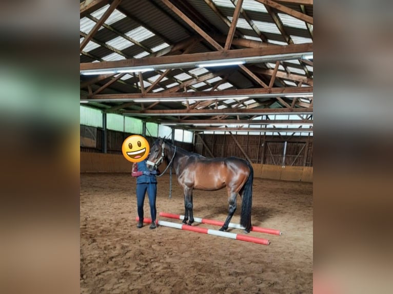 French Trotter Mare 4 years 15,1 hh Brown in L&#xFC;neburg