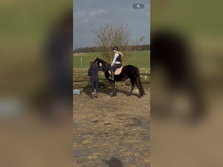 French Trotter Mare 4 years 15,2 hh Black in 22 Rue Lemoine Montoire-sur-le-loir