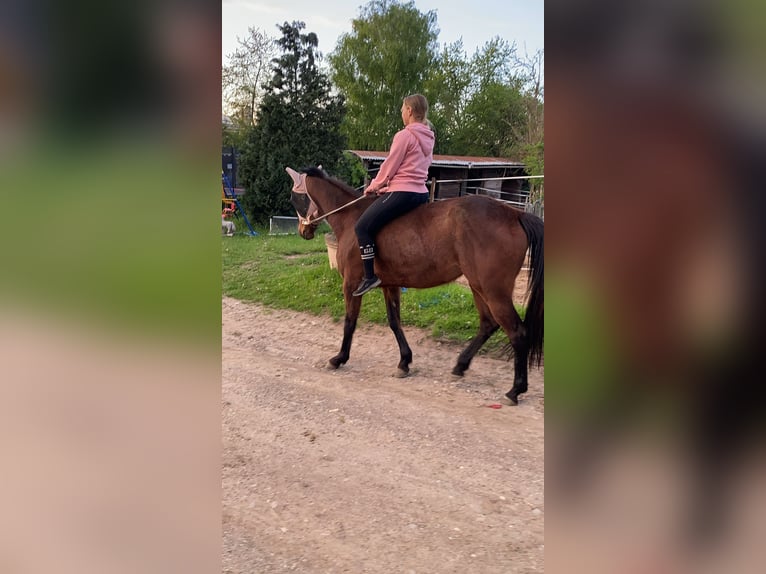 French Trotter Mare 4 years 15,2 hh Brown-Light in Wei&#xDF;enthurm