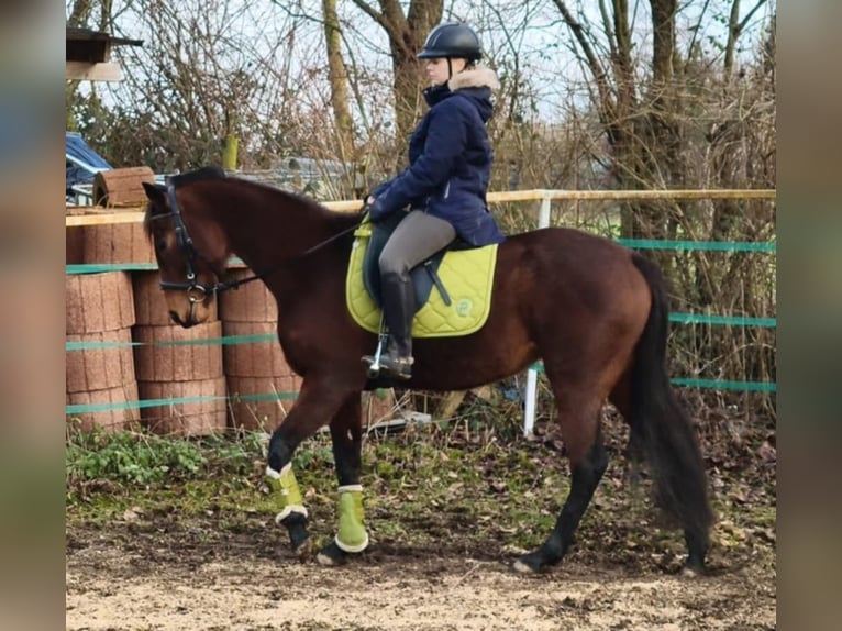French Trotter Mare 4 years 15,2 hh Brown-Light in Wei&#xDF;enthurm